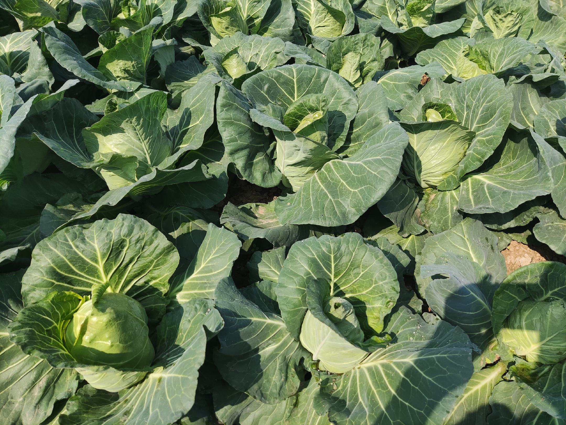 牛心甘蓝植株特写