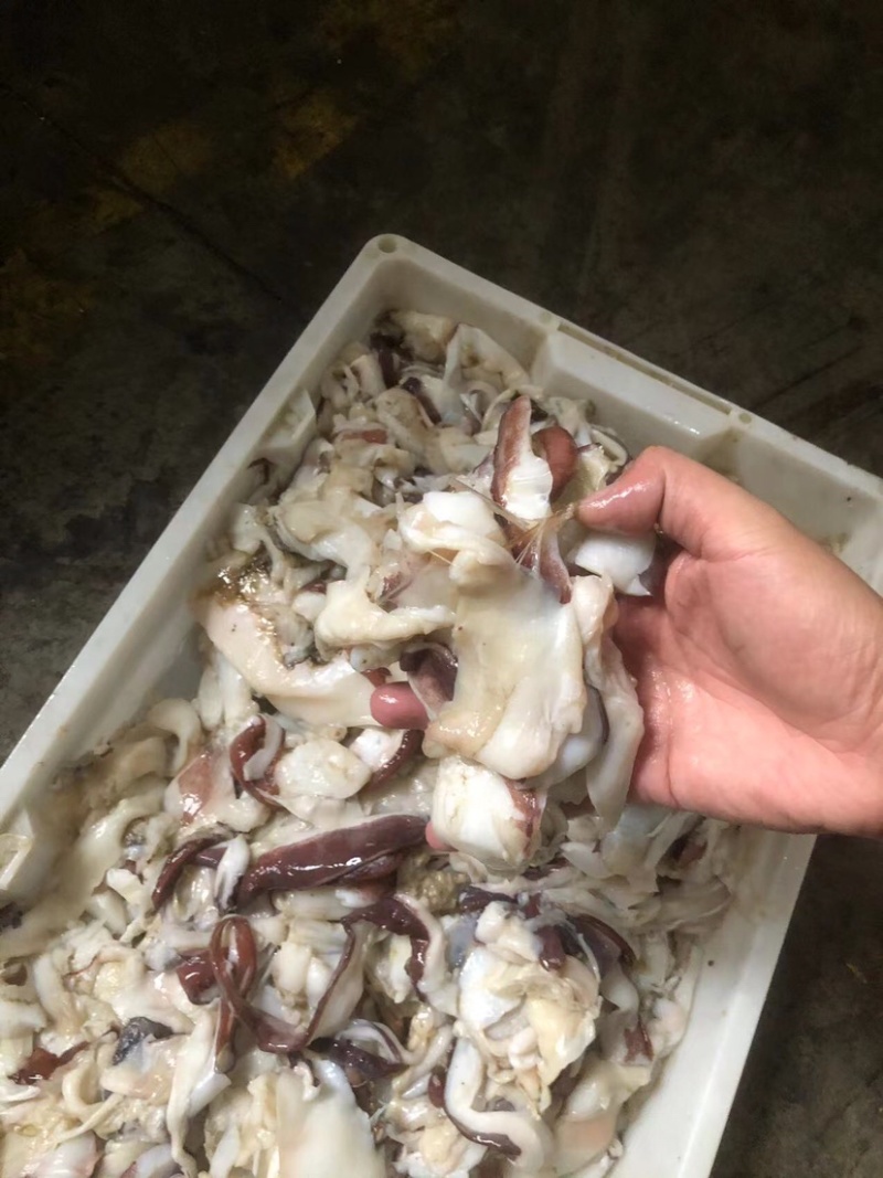 鱿鱼饲料饲料鱿鱼专门当饲料的鱿鱼鱿鱼碎肉