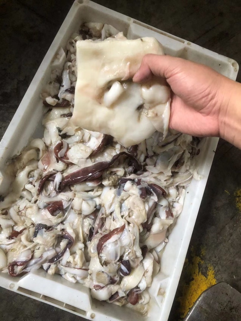 鱿鱼饲料饲料鱿鱼专门当饲料的鱿鱼鱿鱼碎肉