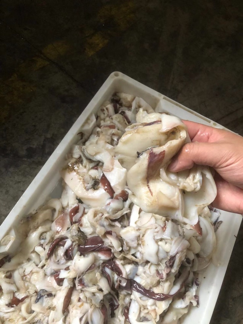 鱿鱼饲料饲料鱿鱼专门当饲料的鱿鱼鱿鱼碎肉