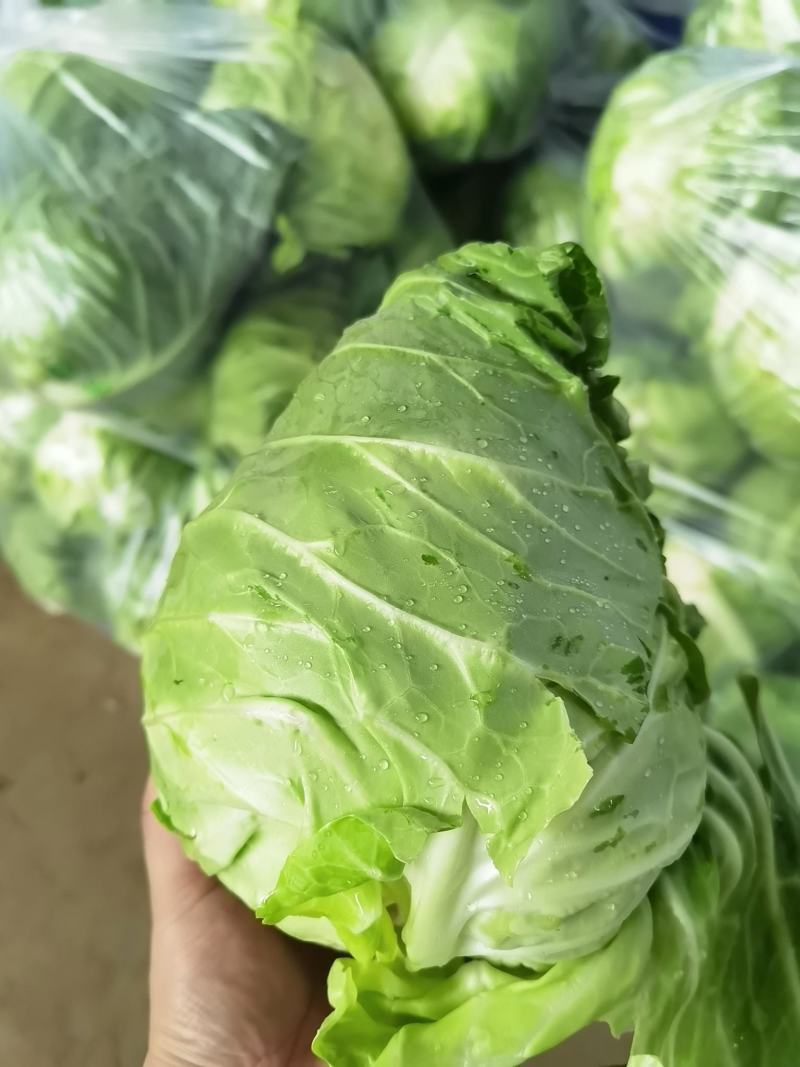 牛心包菜，牛心甘蓝产地直供，保质保量欢迎订购哦哦哦哦哦