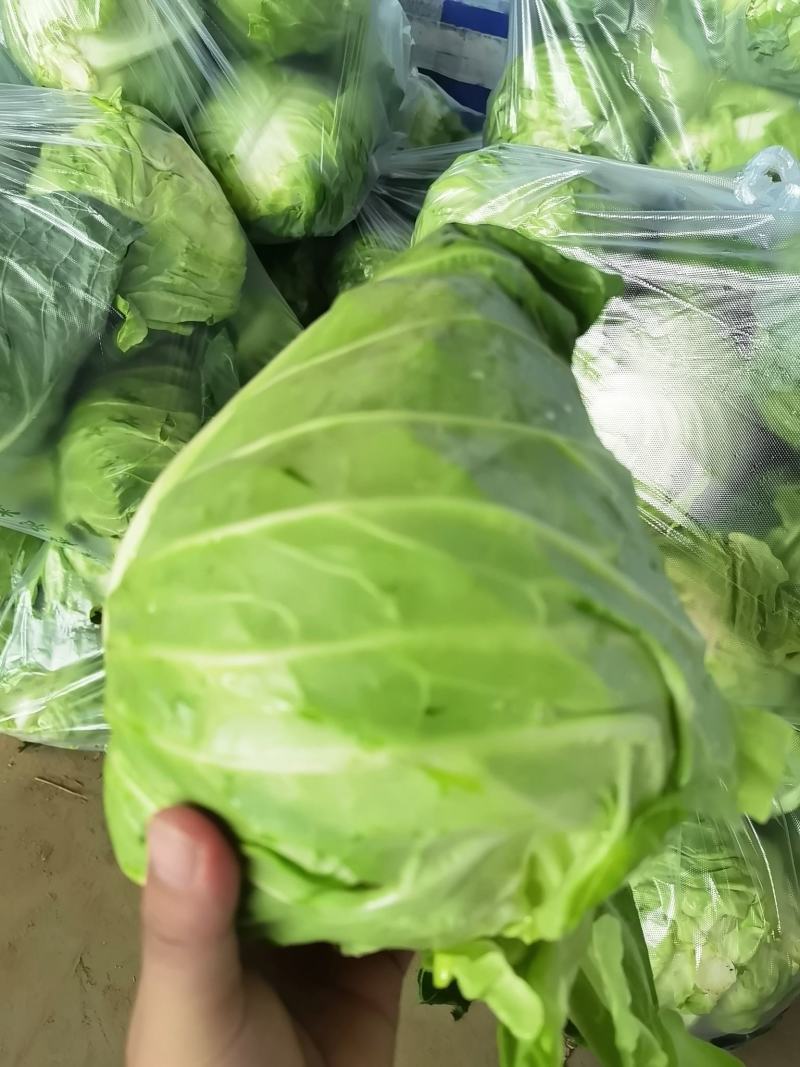牛心包菜，牛心甘蓝产地直供，保质保量欢迎订购哦哦哦哦哦