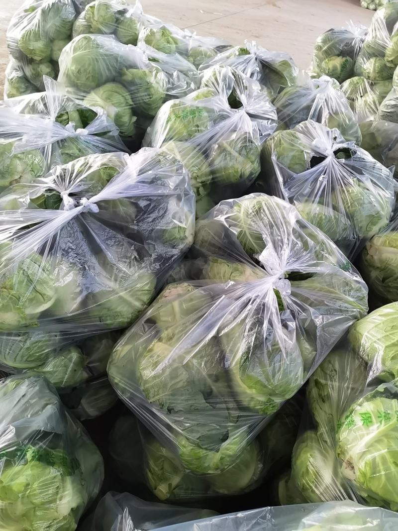 牛心包菜，牛心甘蓝产地直供，保质保量欢迎订购哦哦哦哦哦