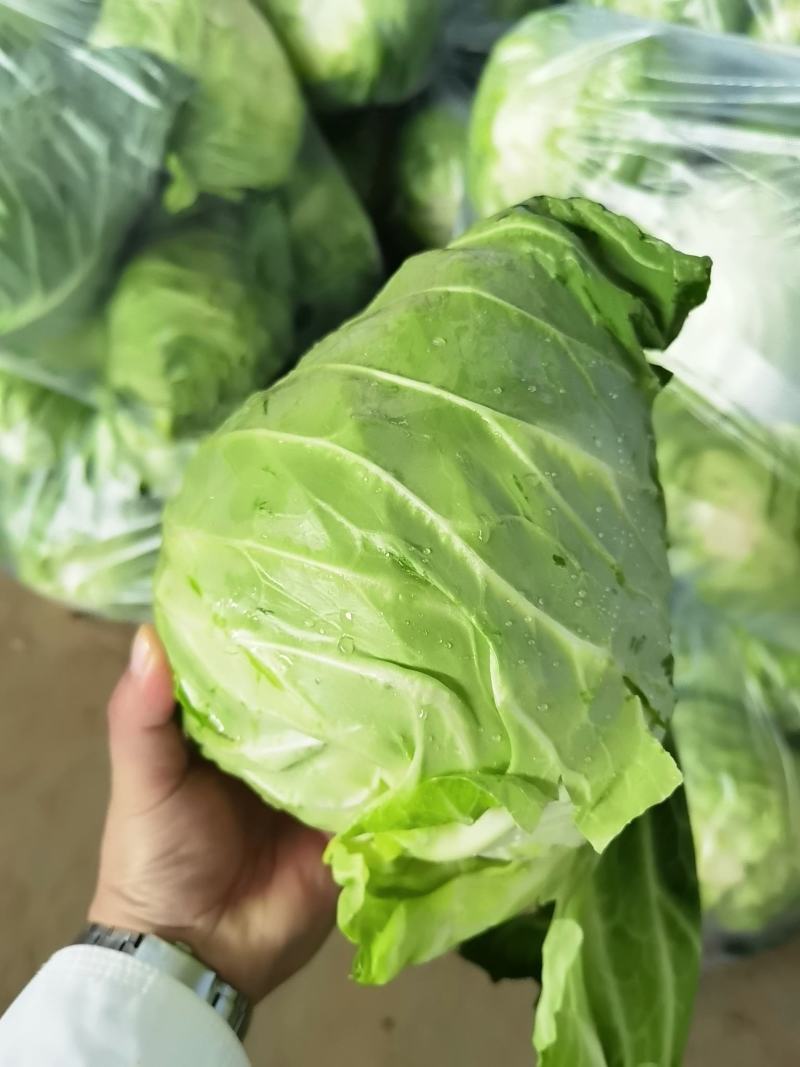 牛心包菜，牛心甘蓝产地直供，保质保量欢迎订购哦哦哦哦哦