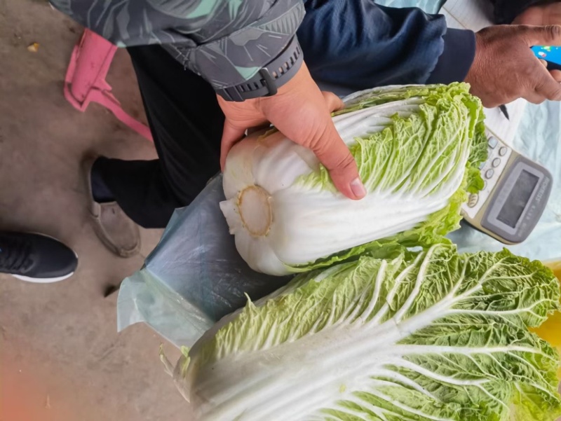 河北邯郸本地大白菜大量现货供应可视频在线观看量大从优