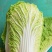 河北邯郸本地大白菜大量现货供应可视频在线观看量大从优