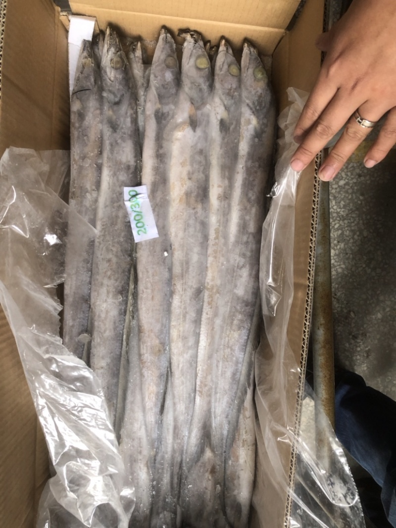 带鱼批发片冻带鱼