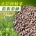 早茶种子绿茶红茶龙井铁观音乌鸟早大红袍茶树种子