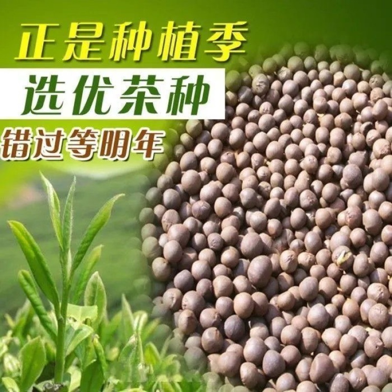 早茶种子绿茶红茶龙井铁观音乌鸟早大红袍茶树种子