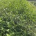 早茶种子绿茶红茶龙井铁观音乌鸟早大红袍茶树种子