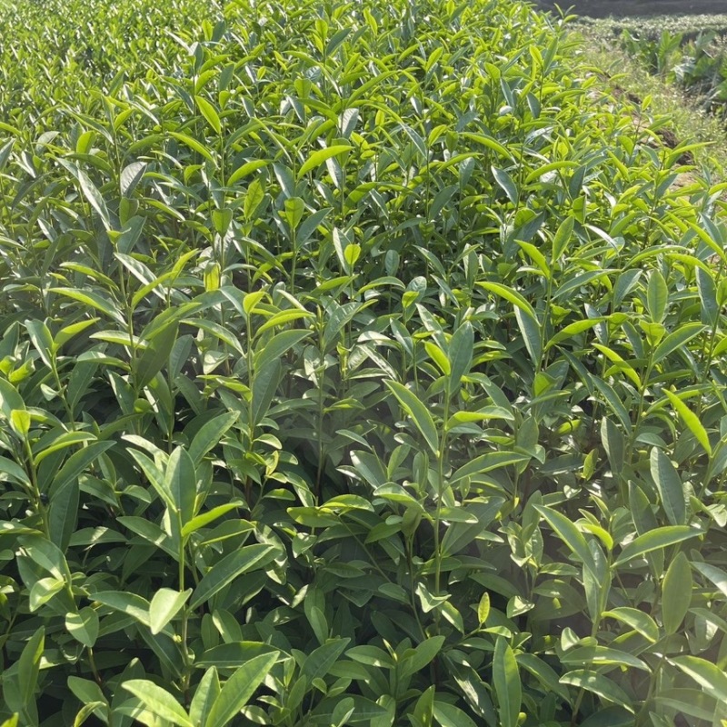 早茶种子绿茶红茶龙井铁观音乌鸟早大红袍茶树种子