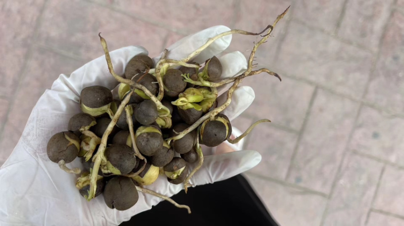 早茶种子绿茶红茶龙井铁观音乌鸟早大红袍茶树种子