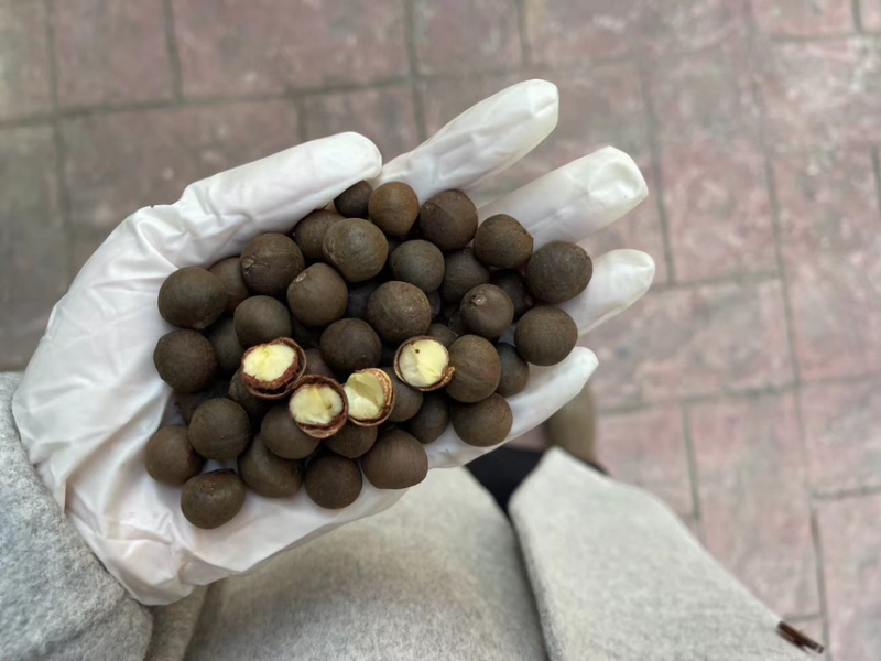 早茶种子绿茶红茶龙井铁观音乌鸟早大红袍茶树种子