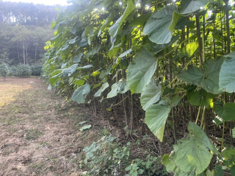 泡桐苗。