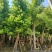 天竺桂（阴香）12-15公分保质保量