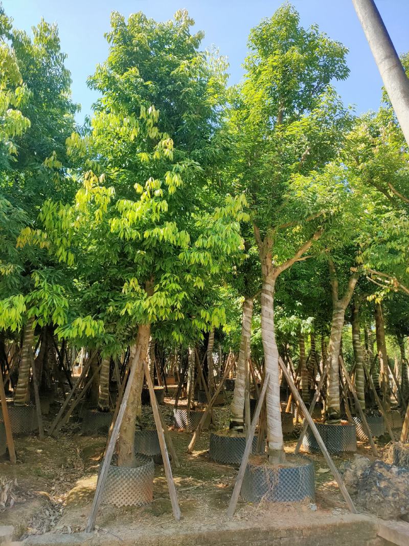 天竺桂（阴香）12-15公分保质保量