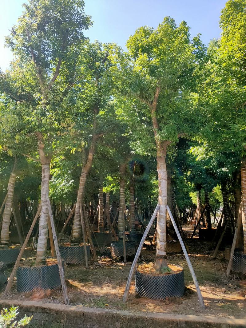 天竺桂（阴香）12-15公分保质保量