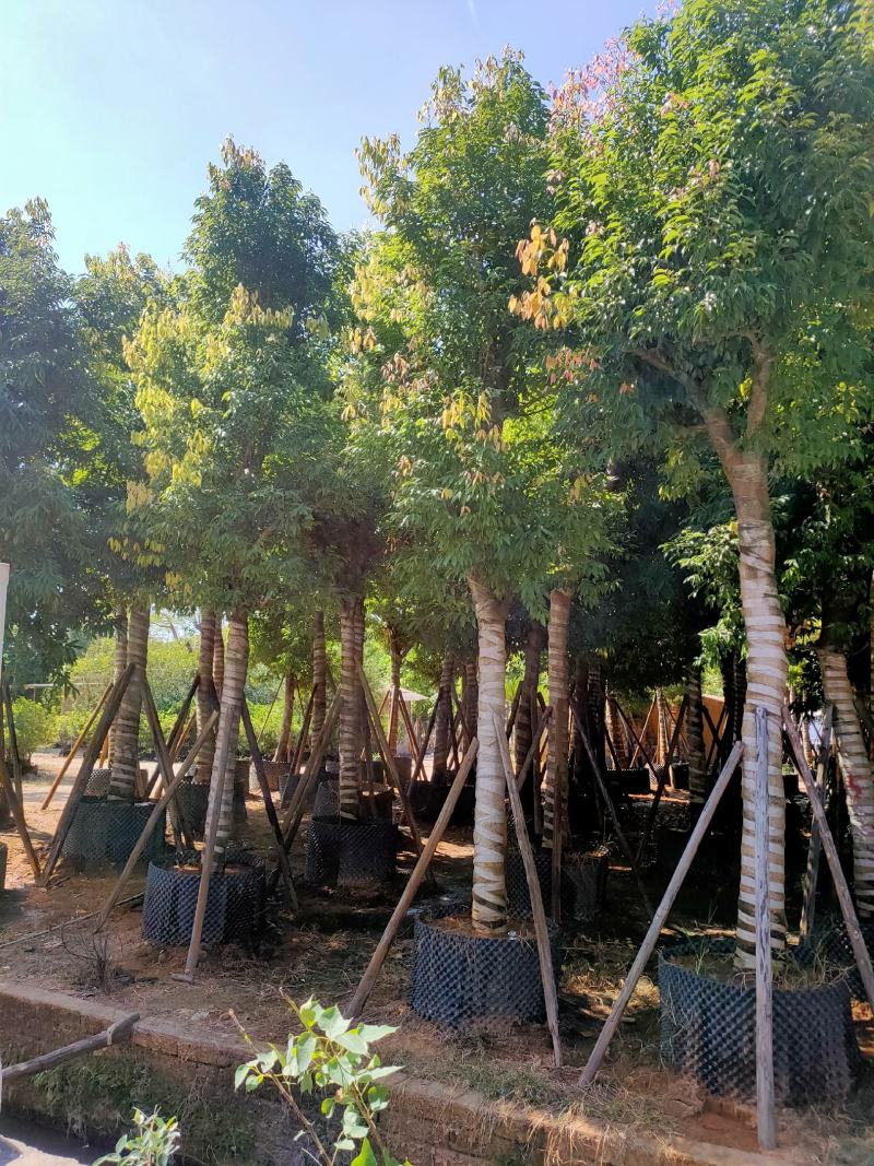 天竺桂（阴香）12-15公分保质保量