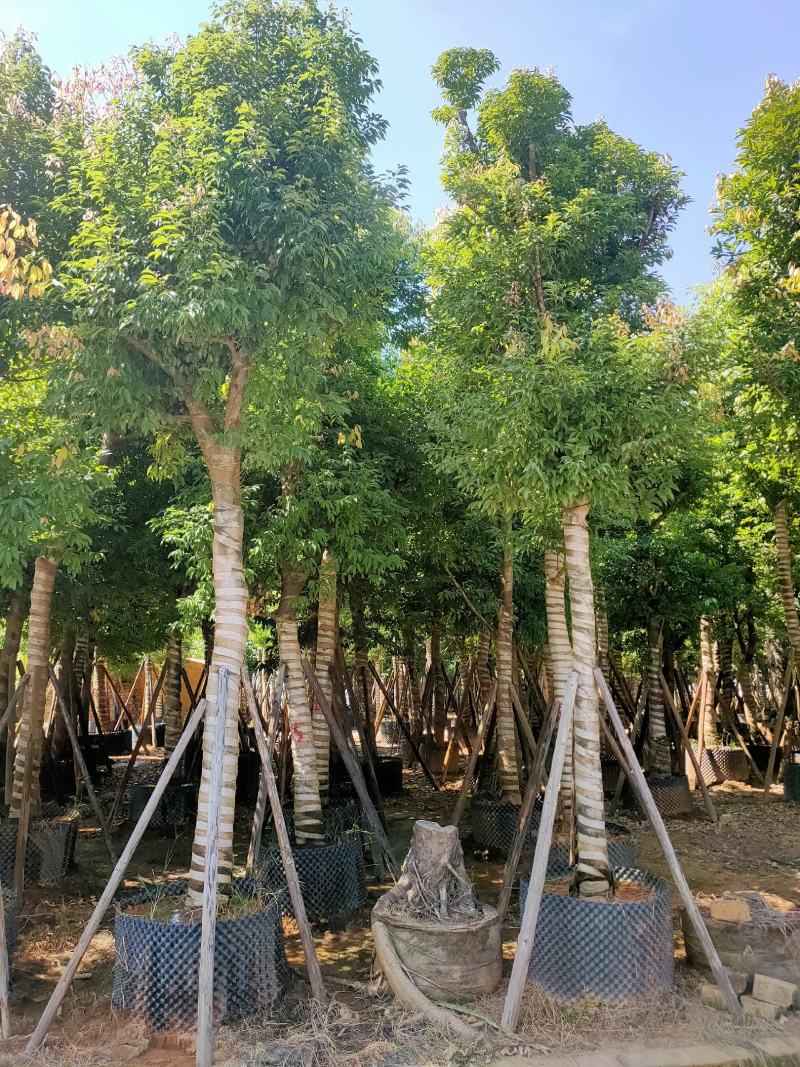天竺桂（阴香）12-15公分保质保量