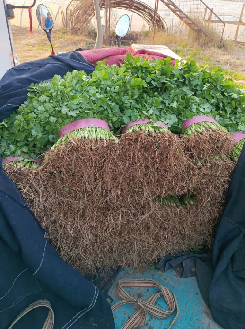 河北邯郸本地大叶香菜大量上市中需要的老板可视频观看