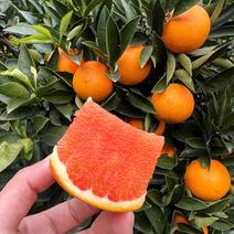 精品九月红果冻橙大量上市质量诚信经营全国发货欢迎来电