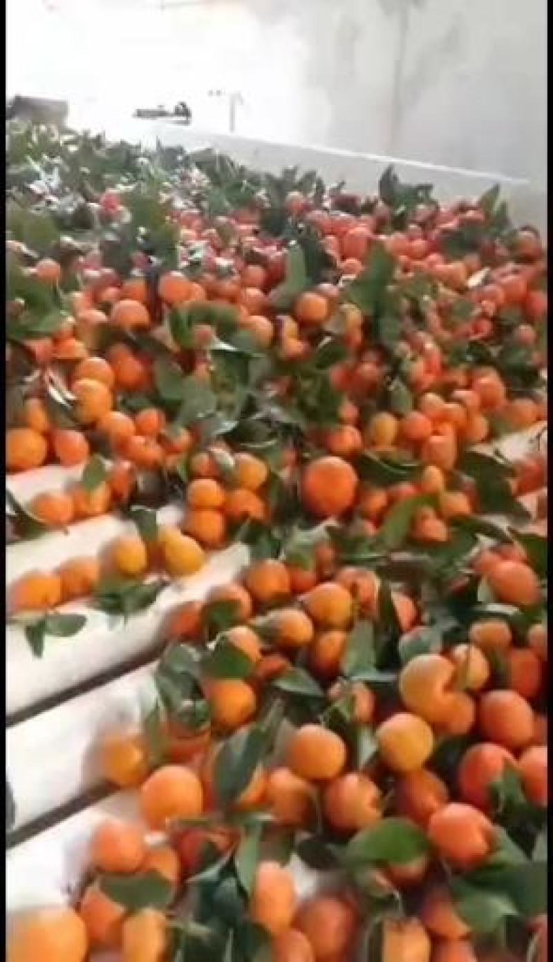 东方红蜜桔，，甜度高，果皮好看，湖南四季红