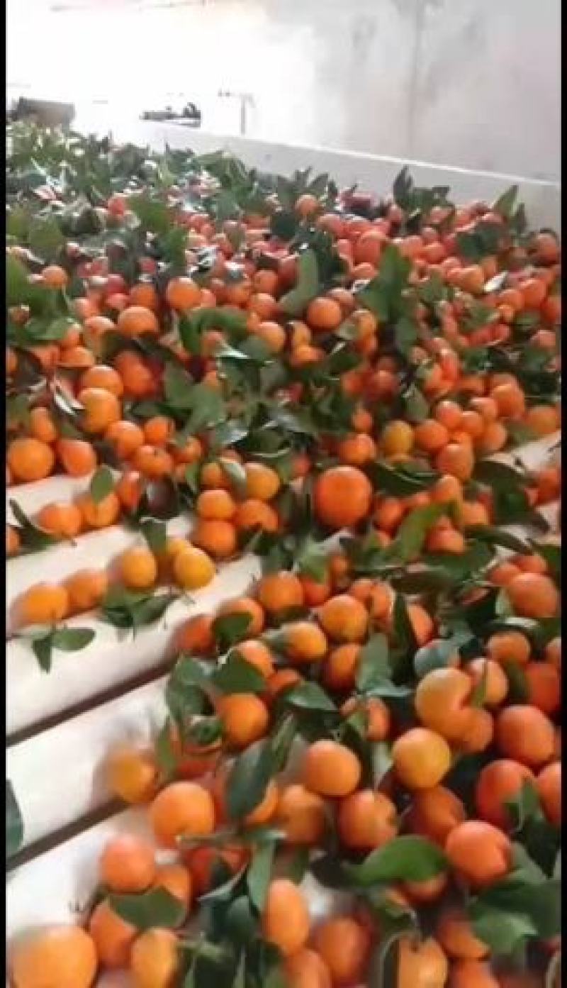 四季红蜜橘，东方红蜜桔，湖南蜜橘，甜度高，果皮好看，产地