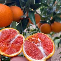 精品中华红红橙大量上市质量诚信经营全国发货
