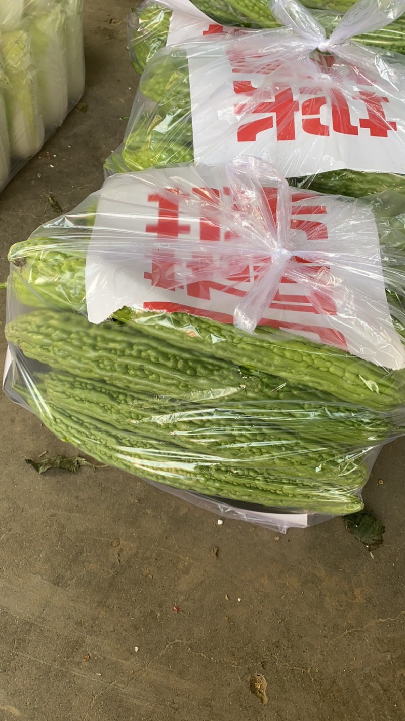 河北邯郸本地苦瓜大量现货供应中，可视频观看量大，从优