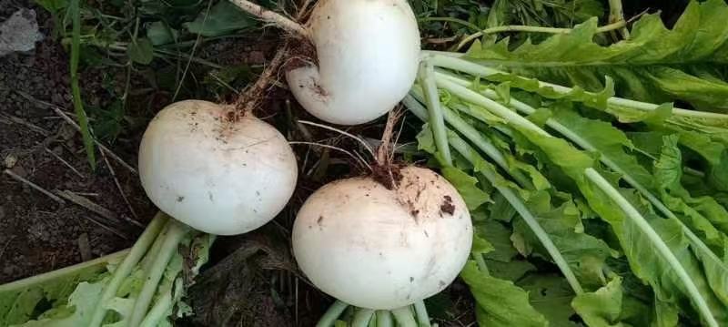 园萝卜