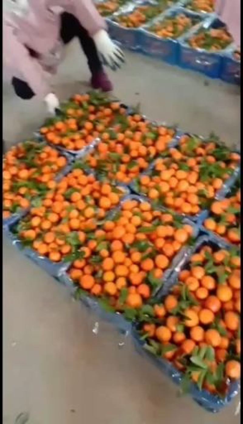 四季红，东方红蜜桔，湖南四季红，湖南蜜桔