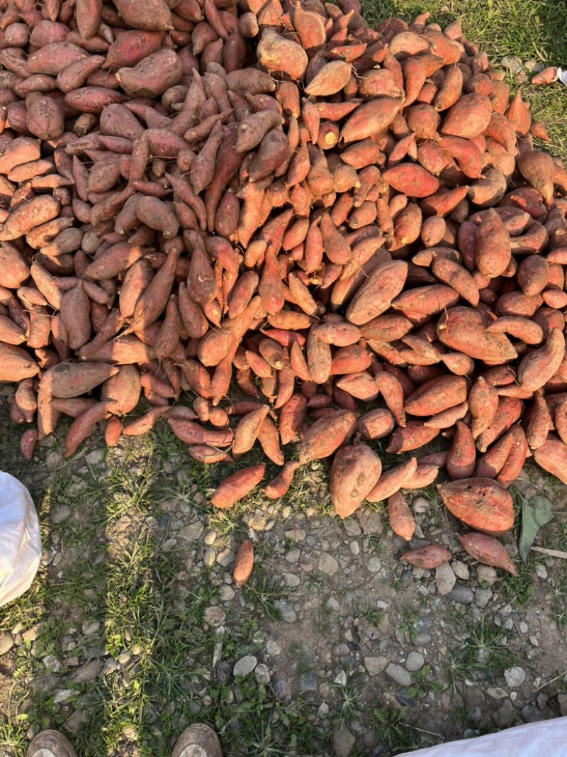 四川西瓜红，红皮红心，商品货质量，有需要的联系，