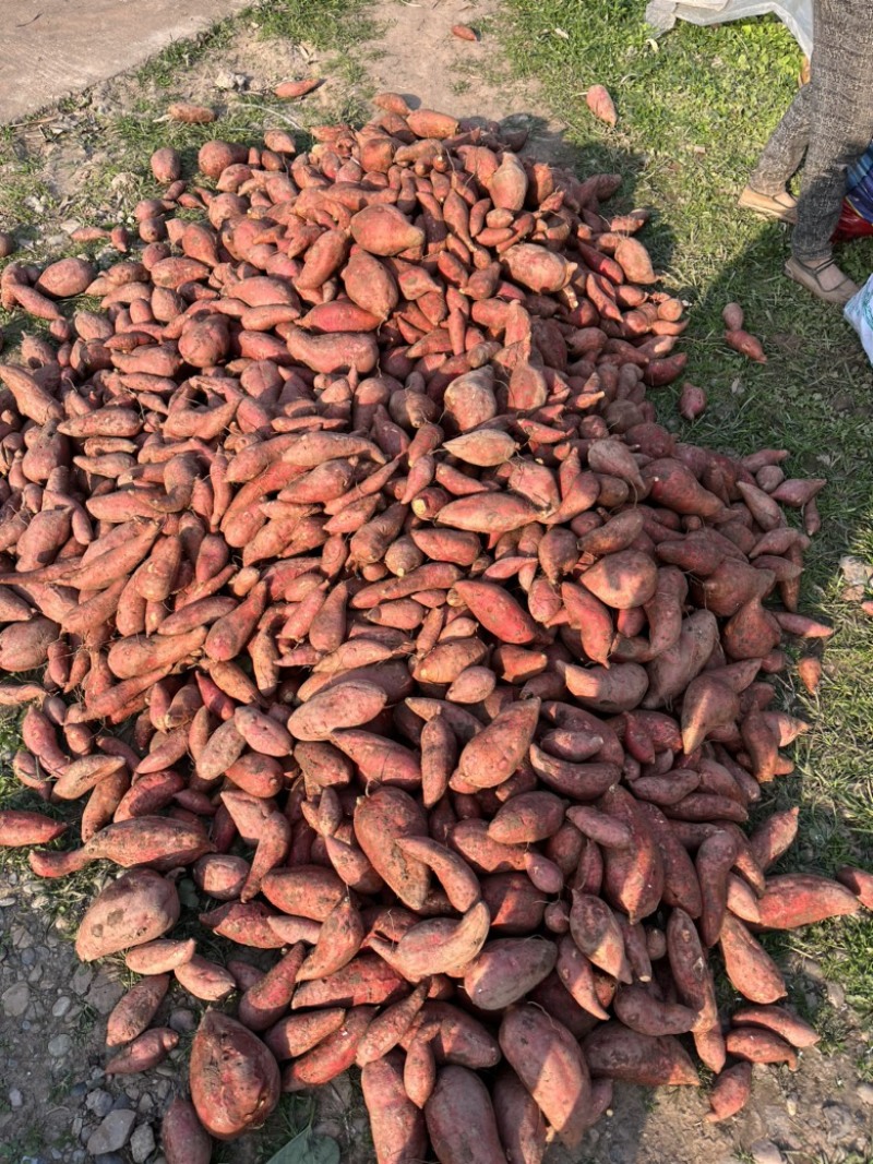 四川西瓜红，红皮红心，商品货质量，有需要的联系，