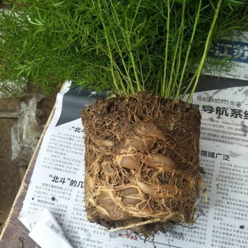 福建漳州基地天门冬中袋.大袋，杯苗供应欢迎全国老板采购