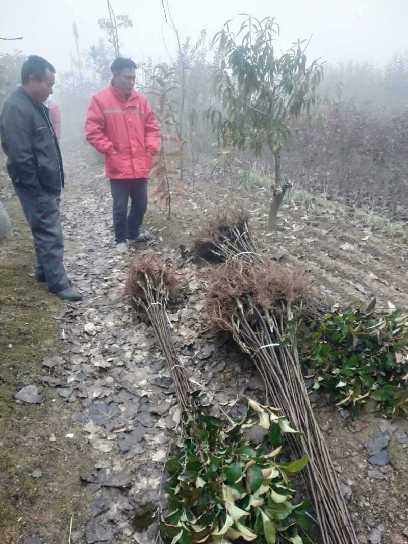 烟富8号苹果苗子，价格优惠，众成1号3号苹果苗子，华硕苗