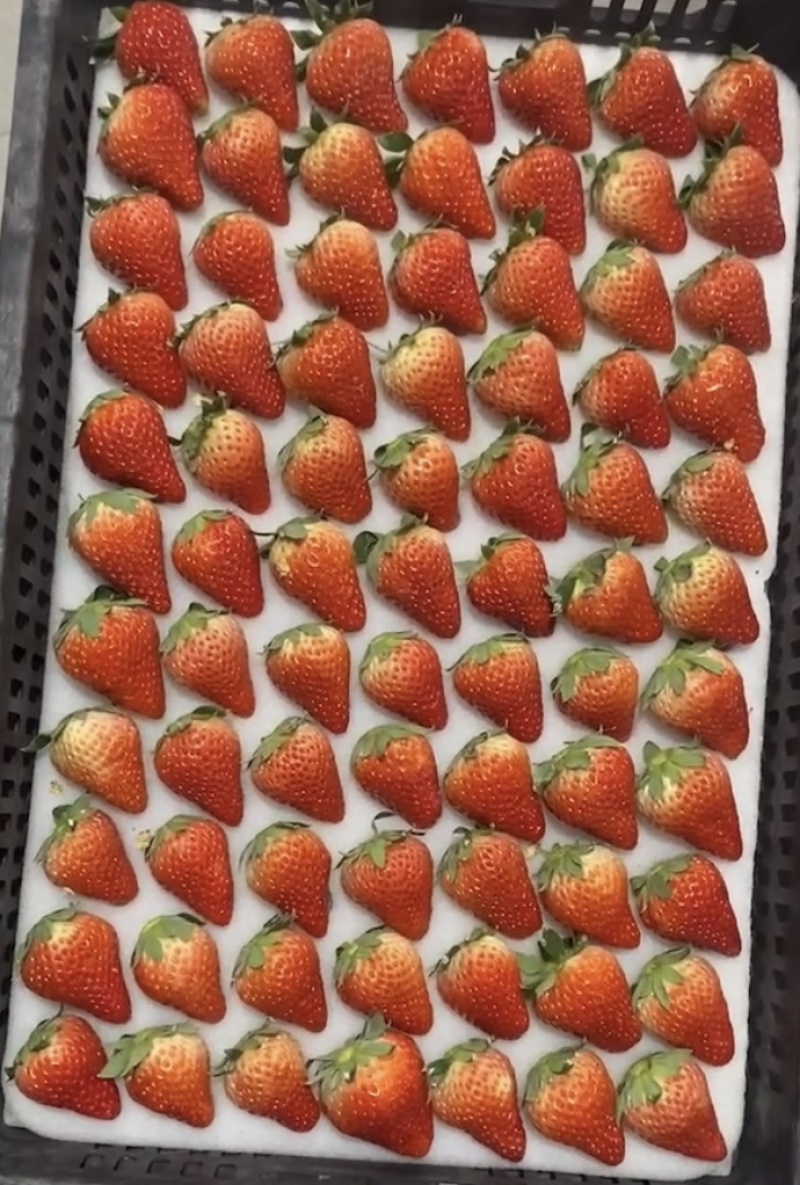 长丰红颜草莓