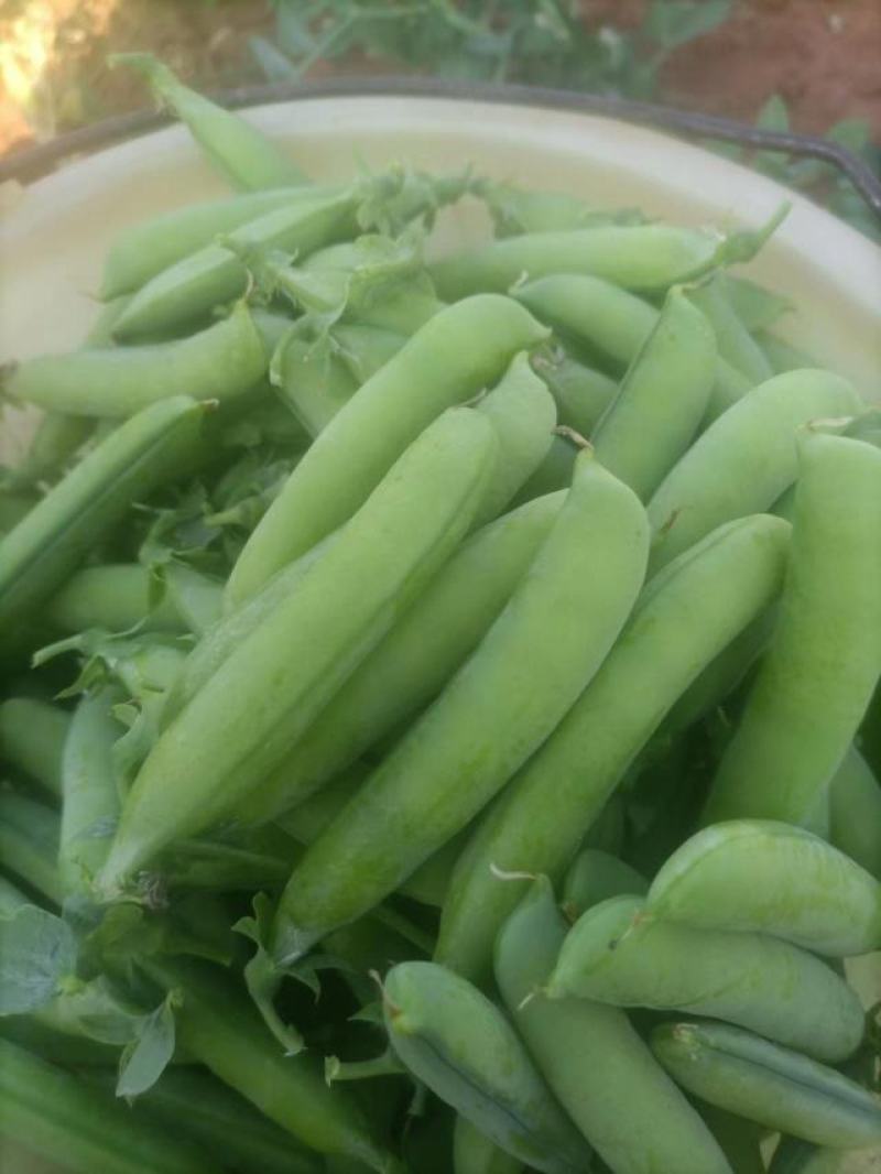 青豌豆。中豌4，6，9号***********