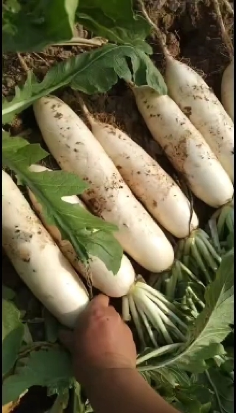 白萝卜，板叶白萝卜，河南白萝卜