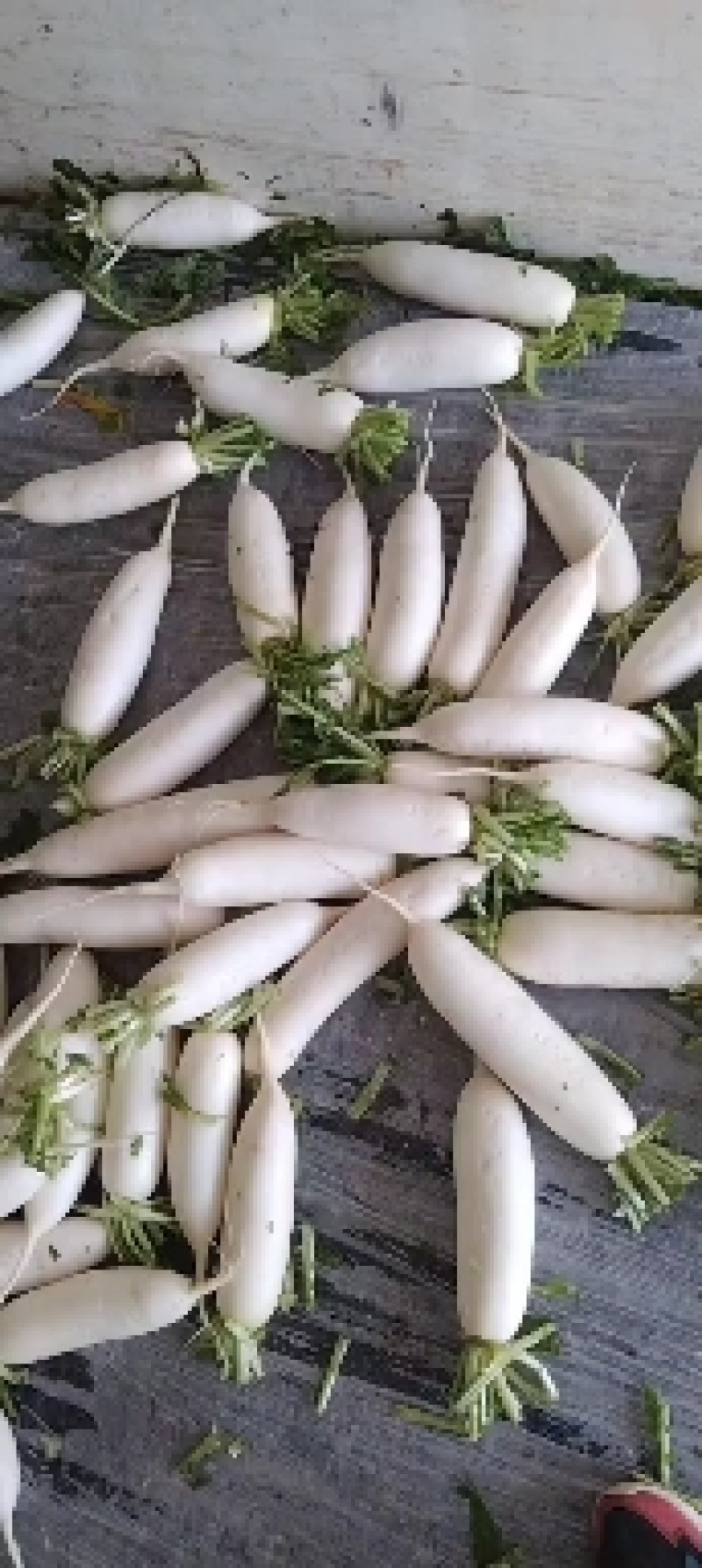 白萝卜，板叶白萝卜，河南白萝卜