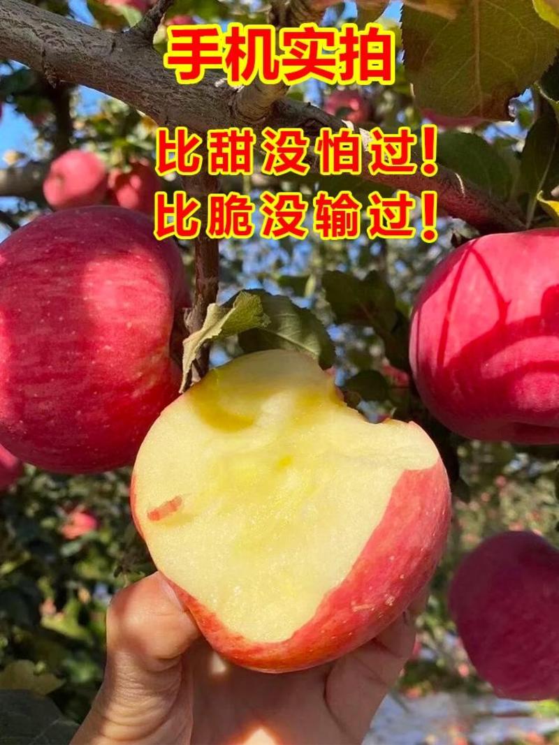 红富士苹果山东苹果脆甜好吃商超电商供货质优价廉