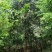 福建漳州基地供应各种规格朴树移植苗欢迎全国老板采购
