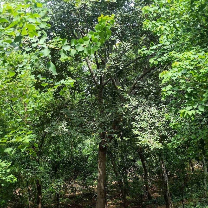 福建漳州基地供应各种规格朴树移植苗欢迎全国老板采购