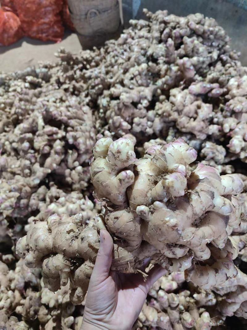 广西天等生姜