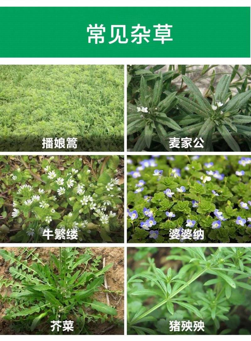 富美实百草飞55%苯·唑·2甲钠麦田草坪婆婆纳等阔叶杂草
