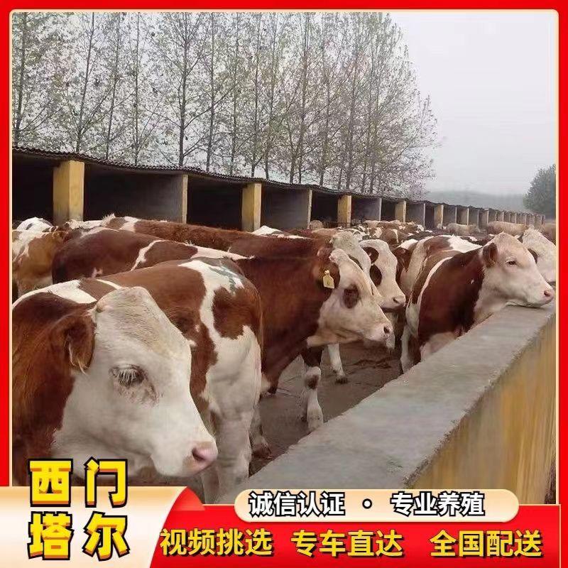 西门塔尔牛活体改良小牛崽活苗肉牛买十送一