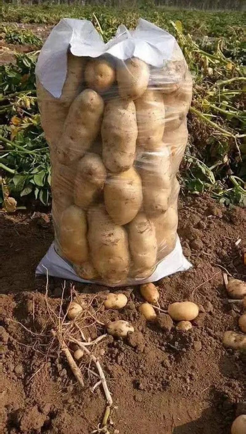 【实力推荐】土豆荷兰十五土豆产地供应黄皮黄心