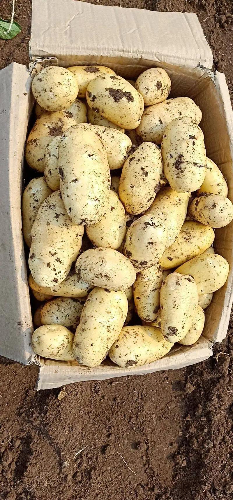 【实力推荐】土豆荷兰十五土豆产地供应黄皮黄心