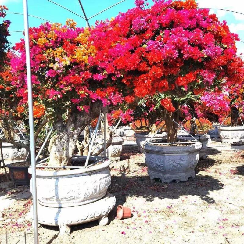 云南紫三角梅多花三角梅大盆景漳州基地直供量大从优