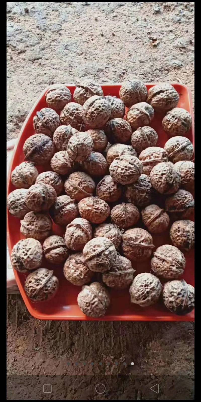 云南纸皮核桃