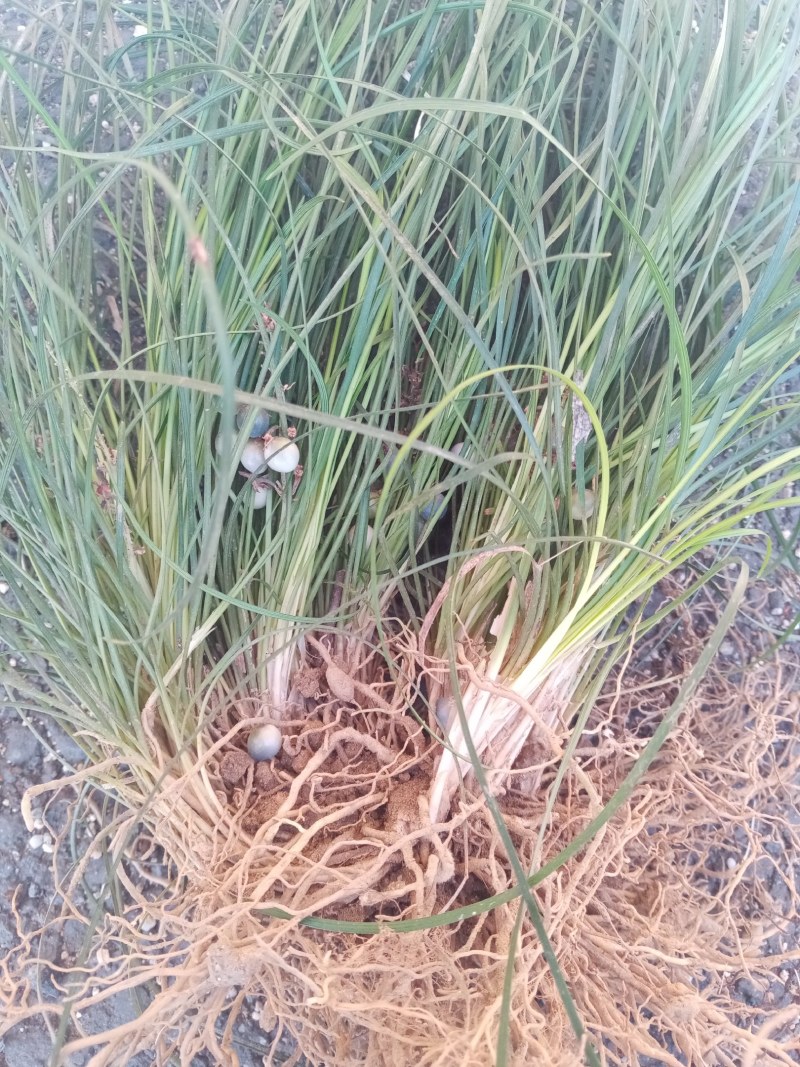药用野生麦冬苗